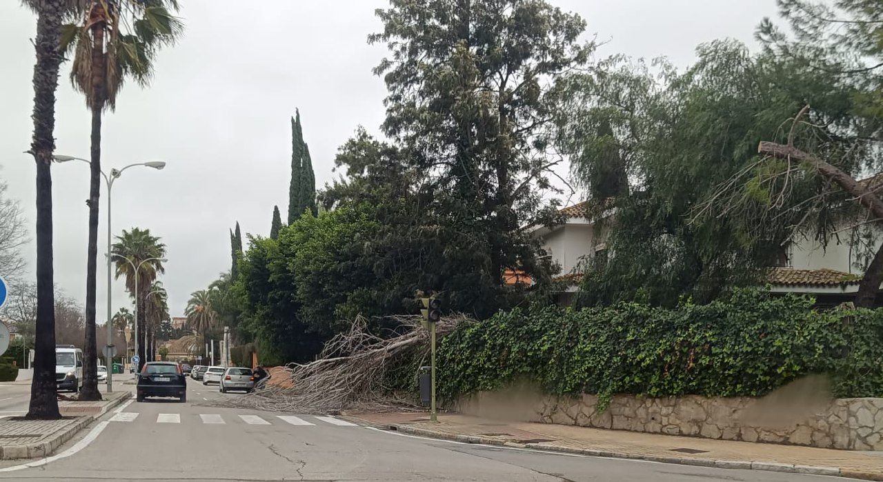 Árboles caídos por la borrasca 'Herminia' en la Avenida Duque de Abrantes en Jerez.  