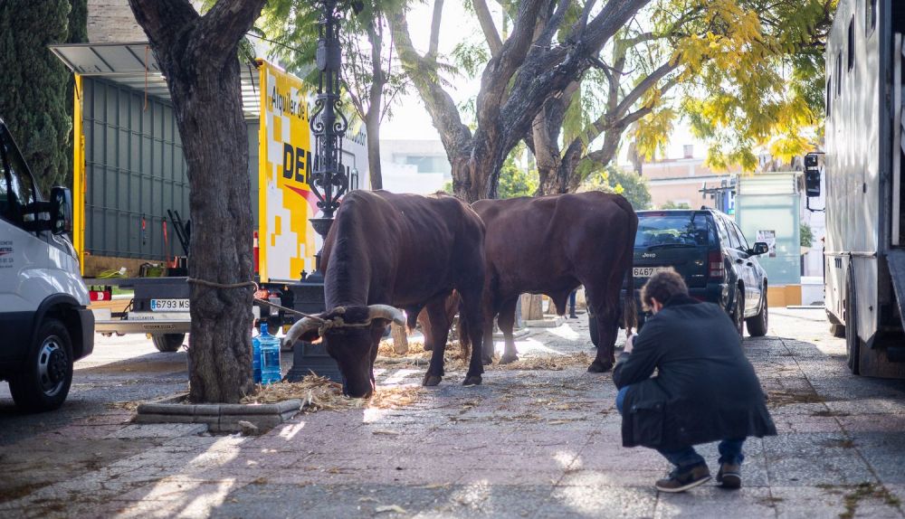 El Joven Sherlock de Prime llena el Alcázar de Jerez de camellos, bueyes y caballos