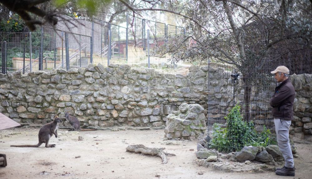 MIGUEL ANGEL ZOO  CANGURO 07