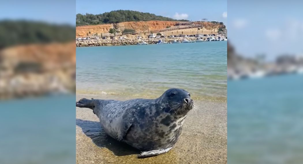 La foca vista en Conil, donde lleva desde el domingo.
