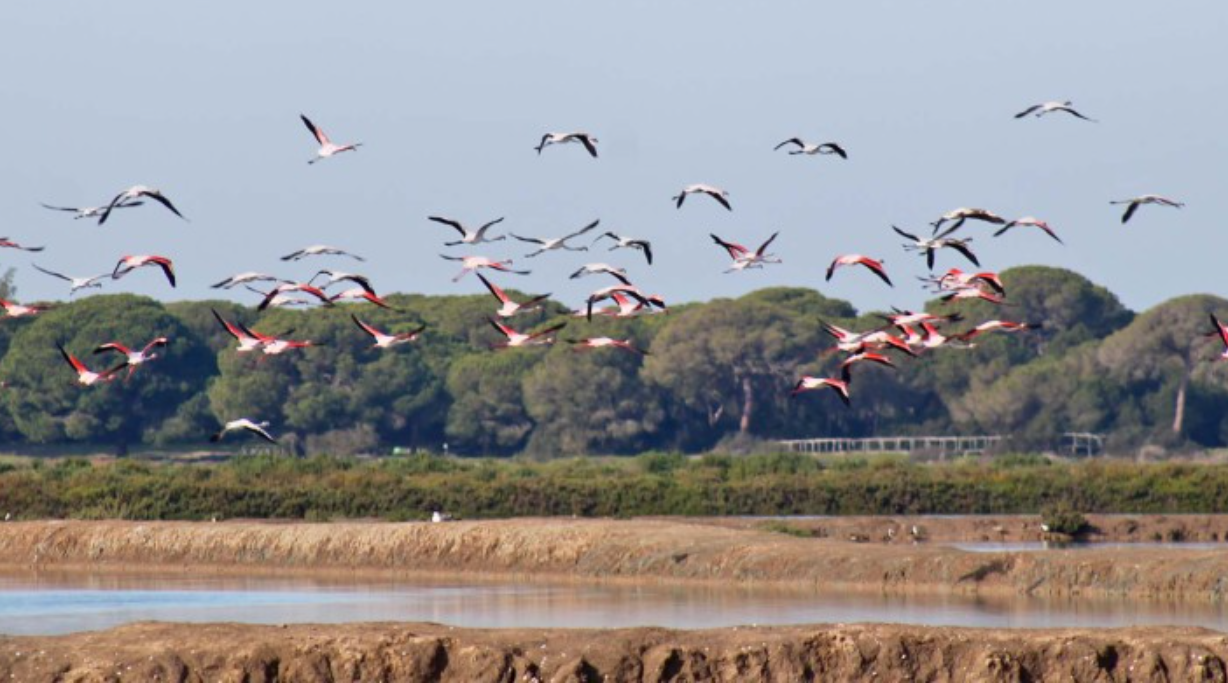 La zona de Doñana en Sanlúcar, en una imagen del Ayuntamiento de archivo.