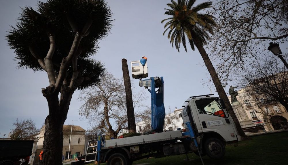 tala palmera jerez picudo MANU GARCÍA 1