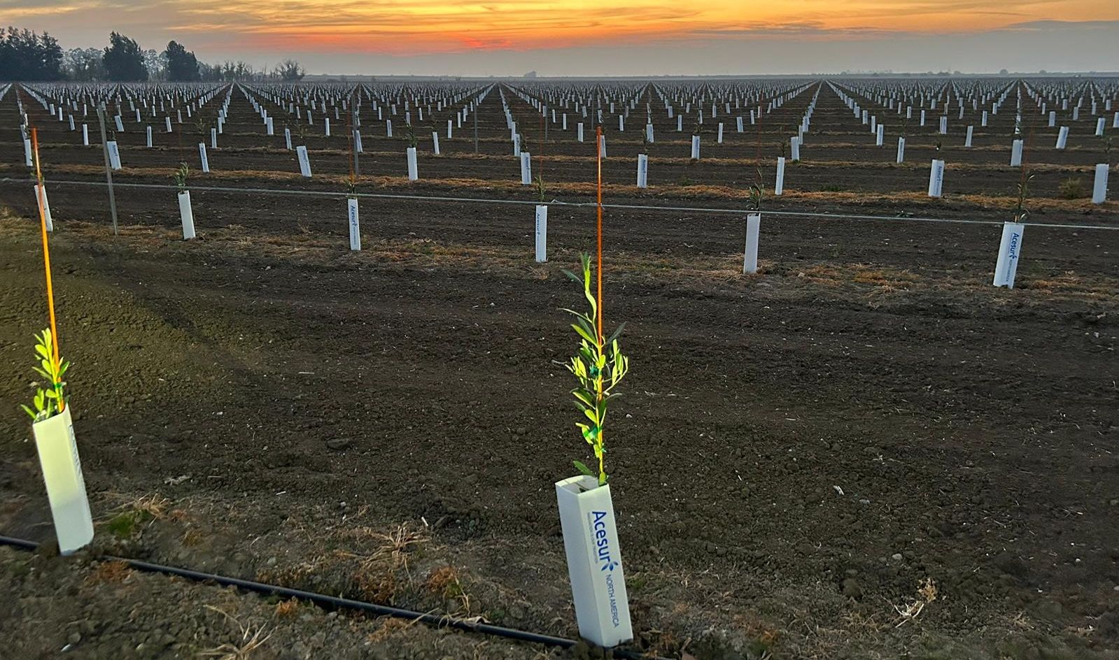 Olivos plantados por Acesur en EEUU.