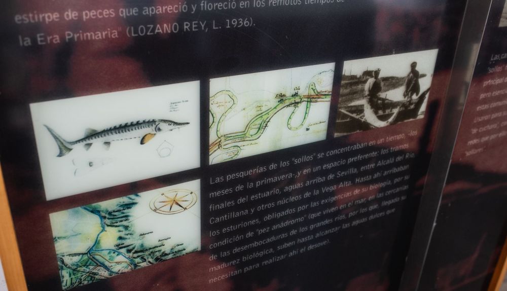 En el restaurante El Esturión, en Coria del Río, puede disfrutarse de una exposición muy didáctica sobre la historia de este pez antológico en nuestro río.