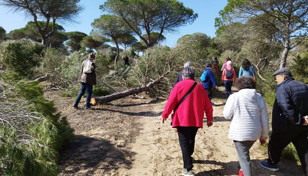 Los vecinos caminan entre los árboles talados.