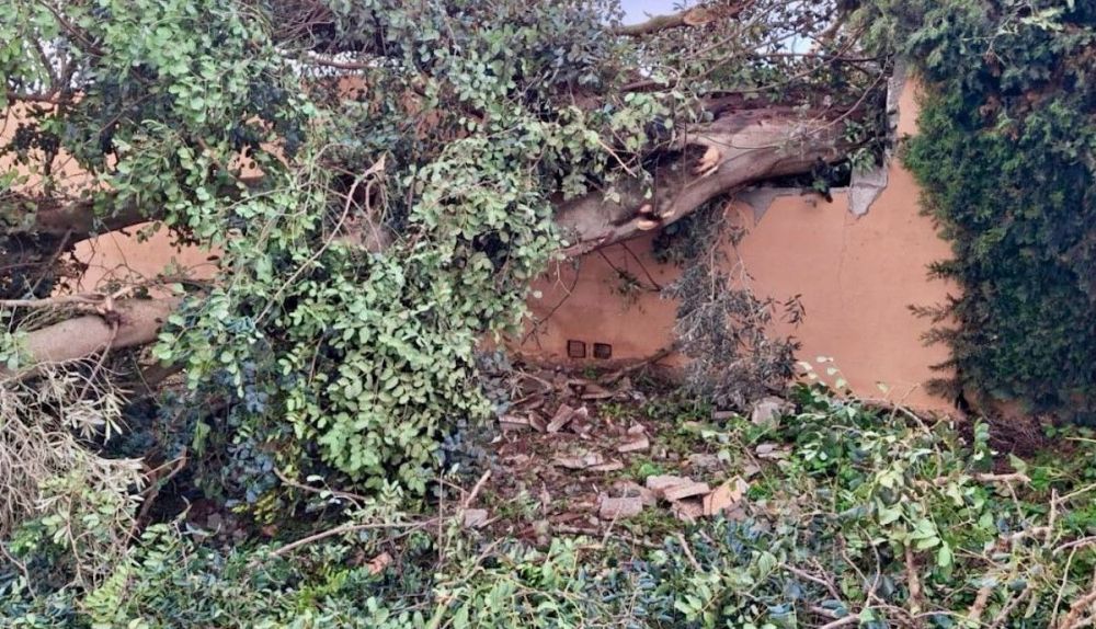 Árbol caído tras el tornado.