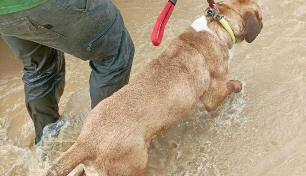 Los bomberos rescatan a los perros aislados.