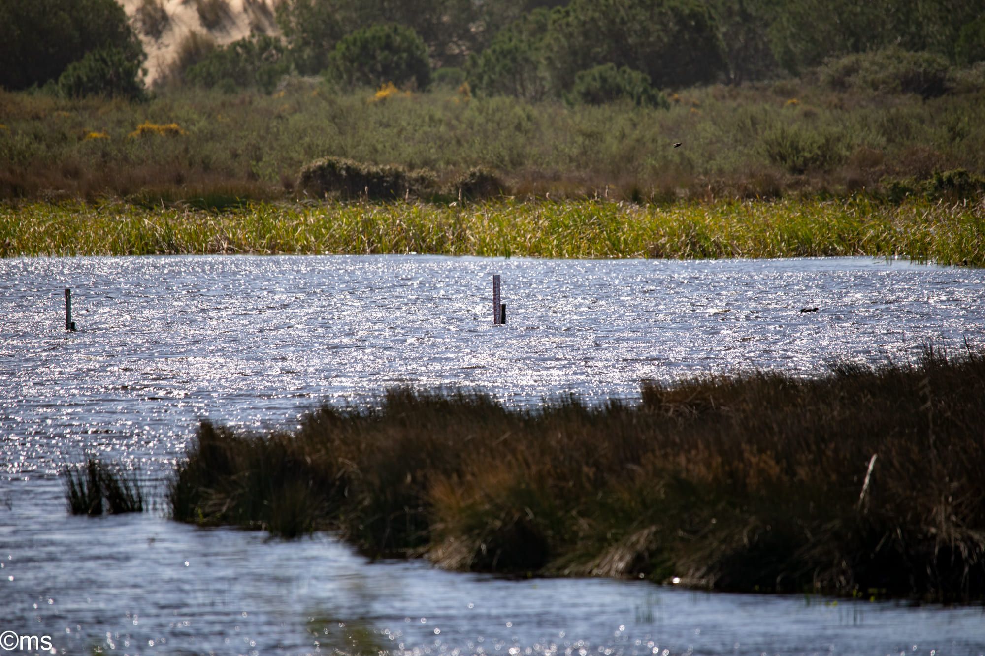 El estado de Doñana, en una imagen publicada por Espacio Natural Doñana.