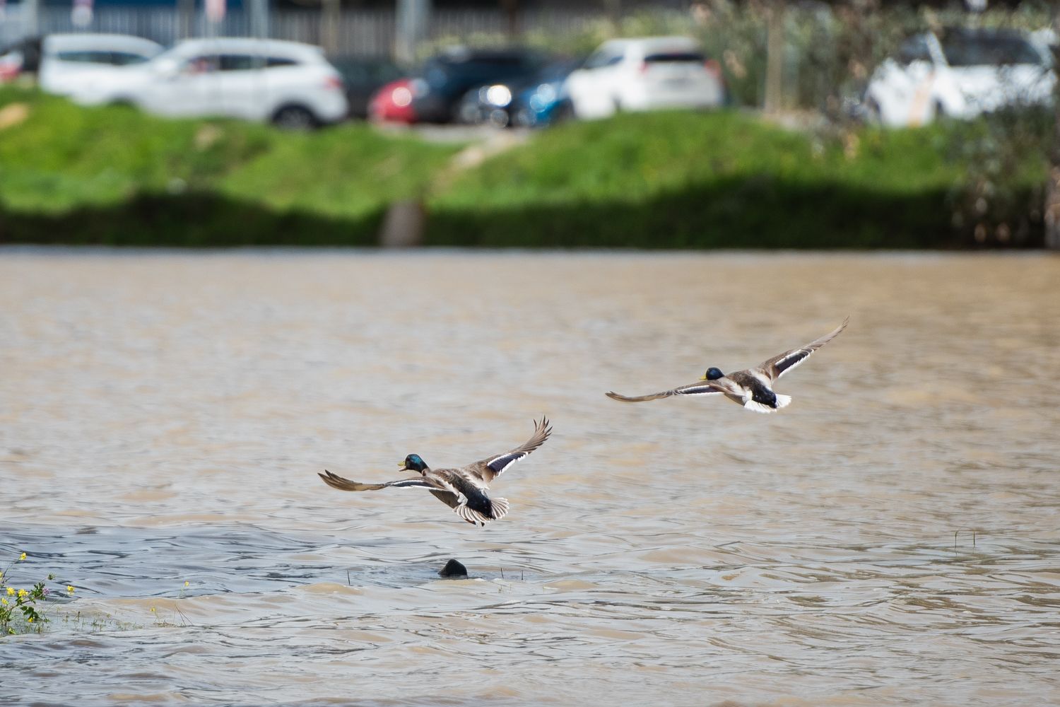 Dos aves en la laguna del Sapo, en Sevilla Este.