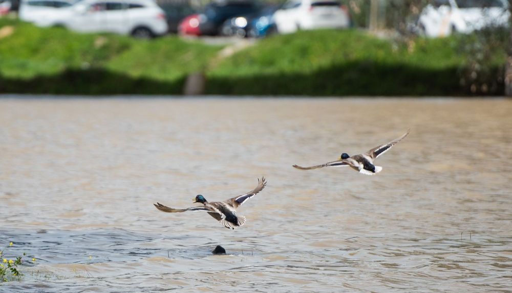 Dos aves en la laguna del Sapo, en Sevilla Este.