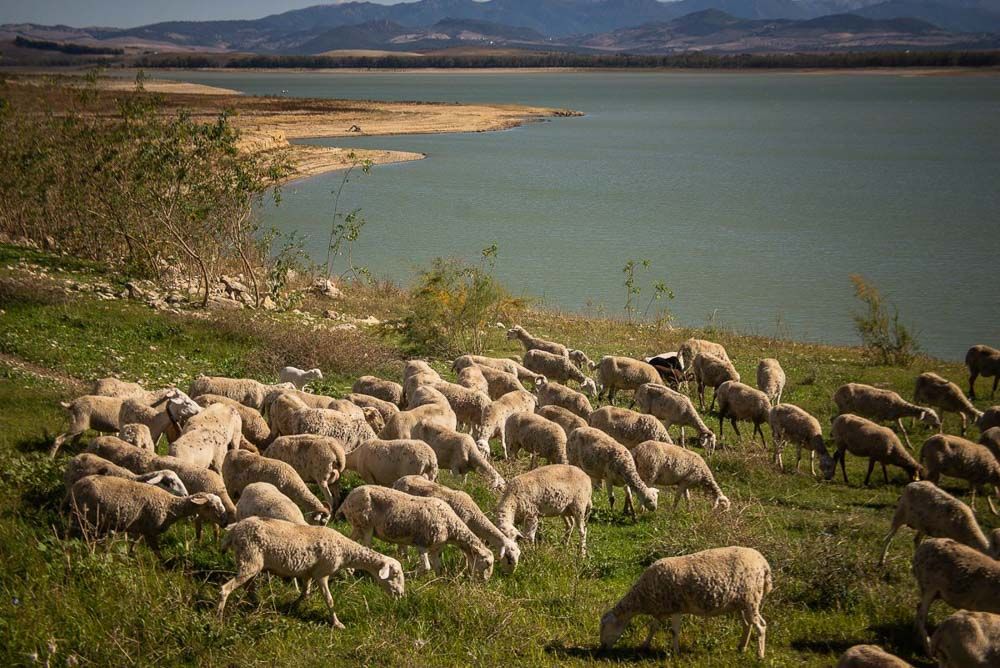 Ovejas pastan en el embalse de Bornos, en una imagen de 2022