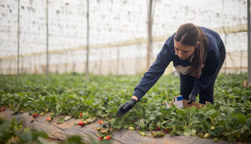 GASTRONOMIA CONIL FRESAS 13