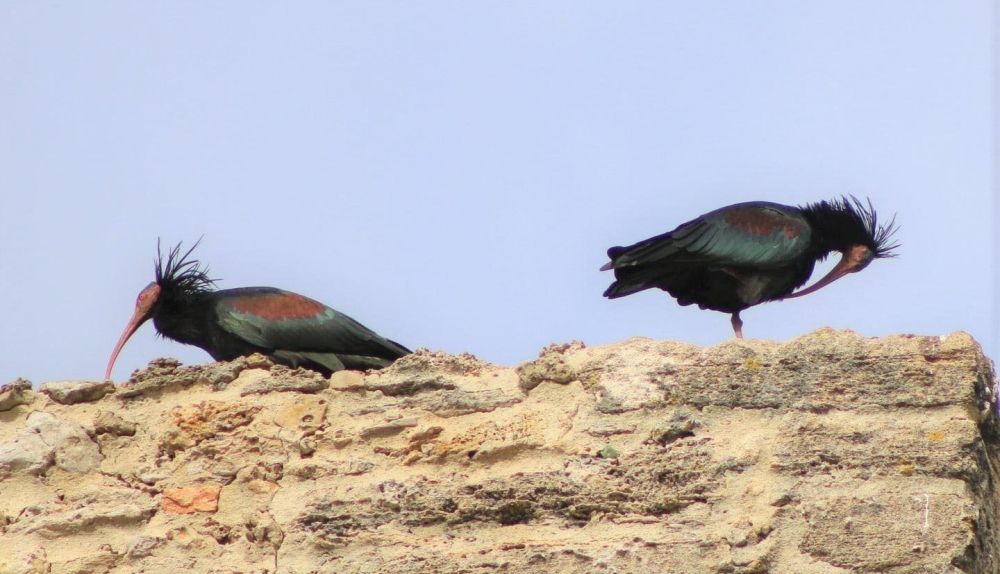 ibis eremita conil