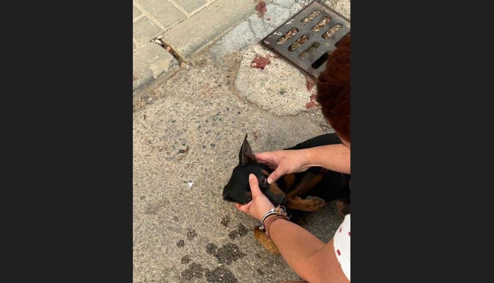 Pacma denuncia la muerte de dos animales decomisados en El Viso del Alcor.