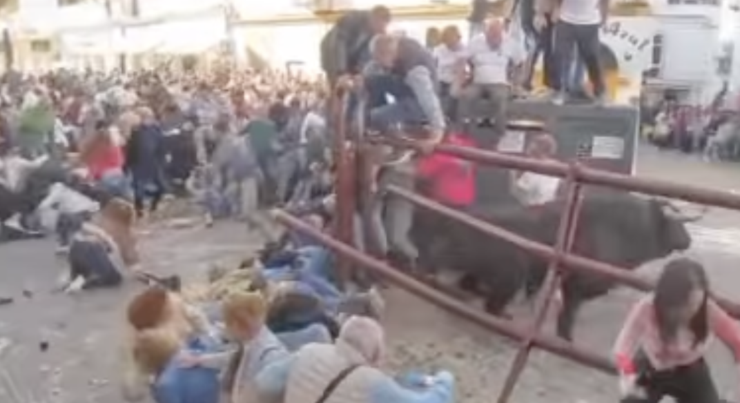 El Toro del Aleluya de Arcos, tras embestir al público.