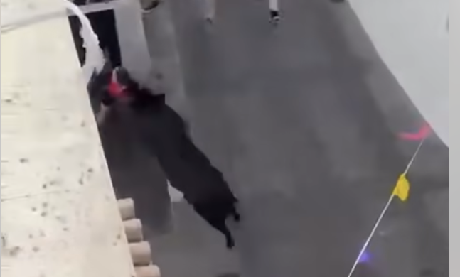 El Toro Embolao de Vejer, arremetiendo contra el joven.