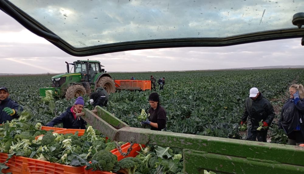 brocoli Lebrija 