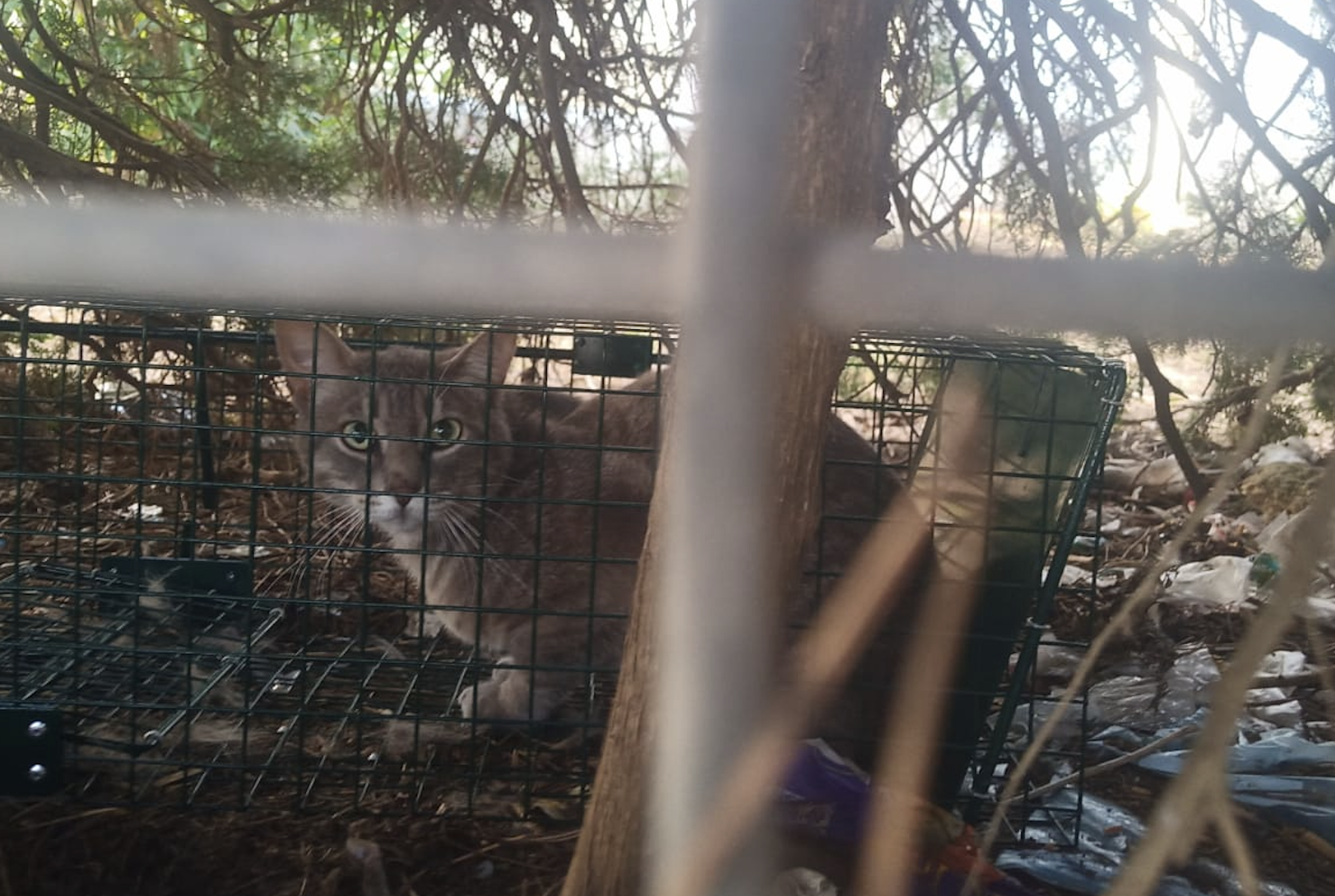 Gata atrapada durante más de 12 horas en la jaula trampa en Chiclana.  CEDIDA