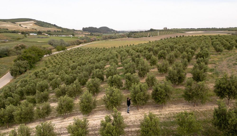 Almazara Torrecera  10