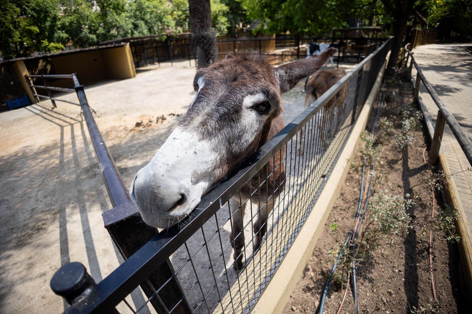 El burro, uno de los animales de la granja del Zoobotánico de Jerez.