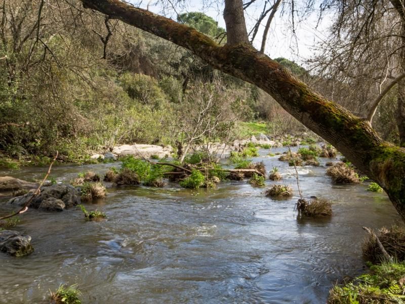 EL PEDROSO  Rivera del Hueznar (1)