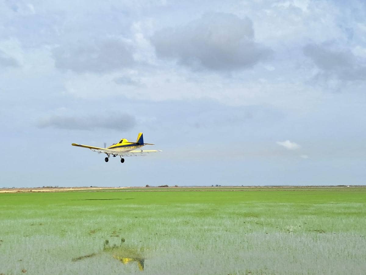 Una avioneta sobrevuela un campo en Sevilla en las tareas de Diputación contra el mosquito que porta el virus del Nilo.