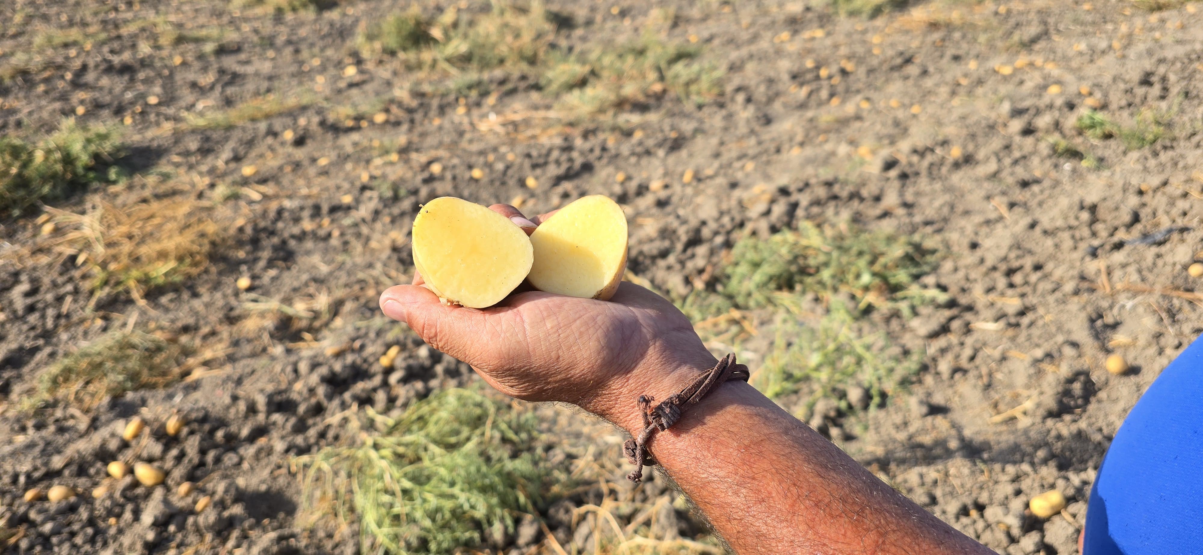 Detalle de una de las papas en el campo de David Beato 