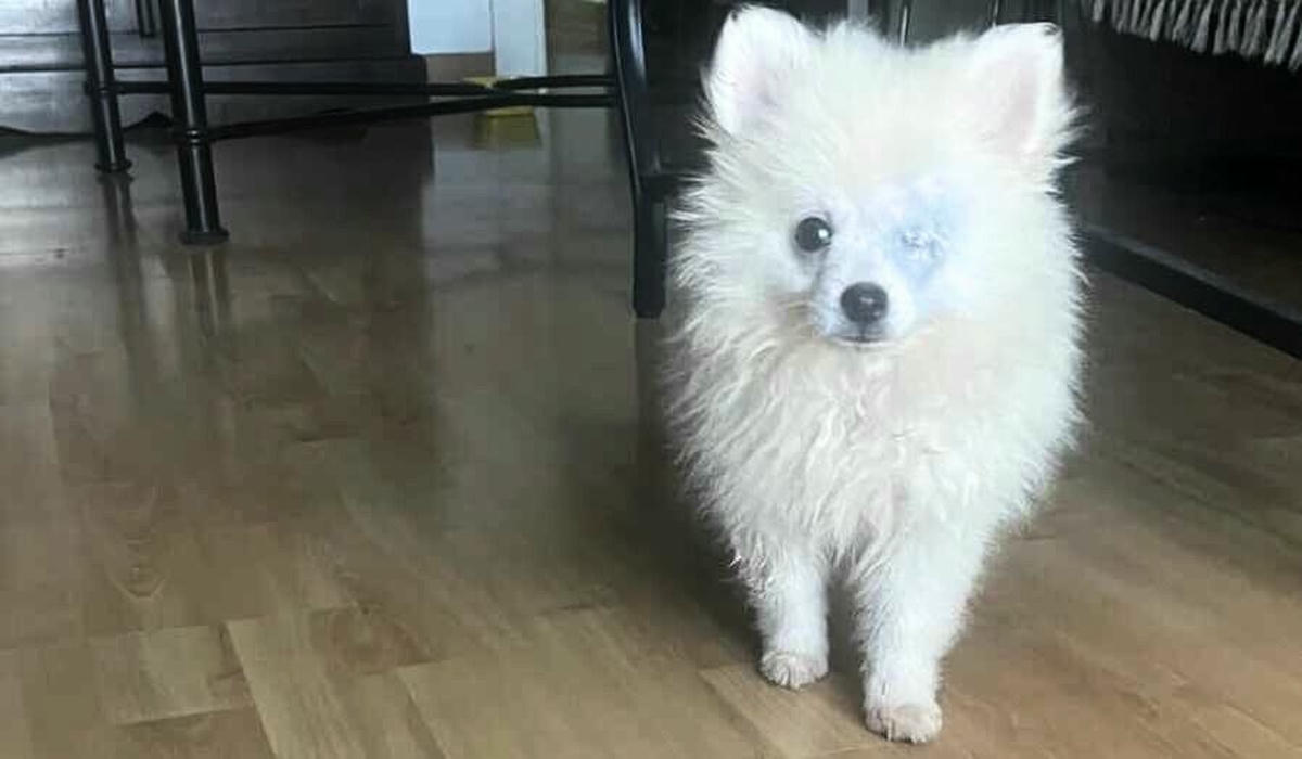 La perrita Maya.