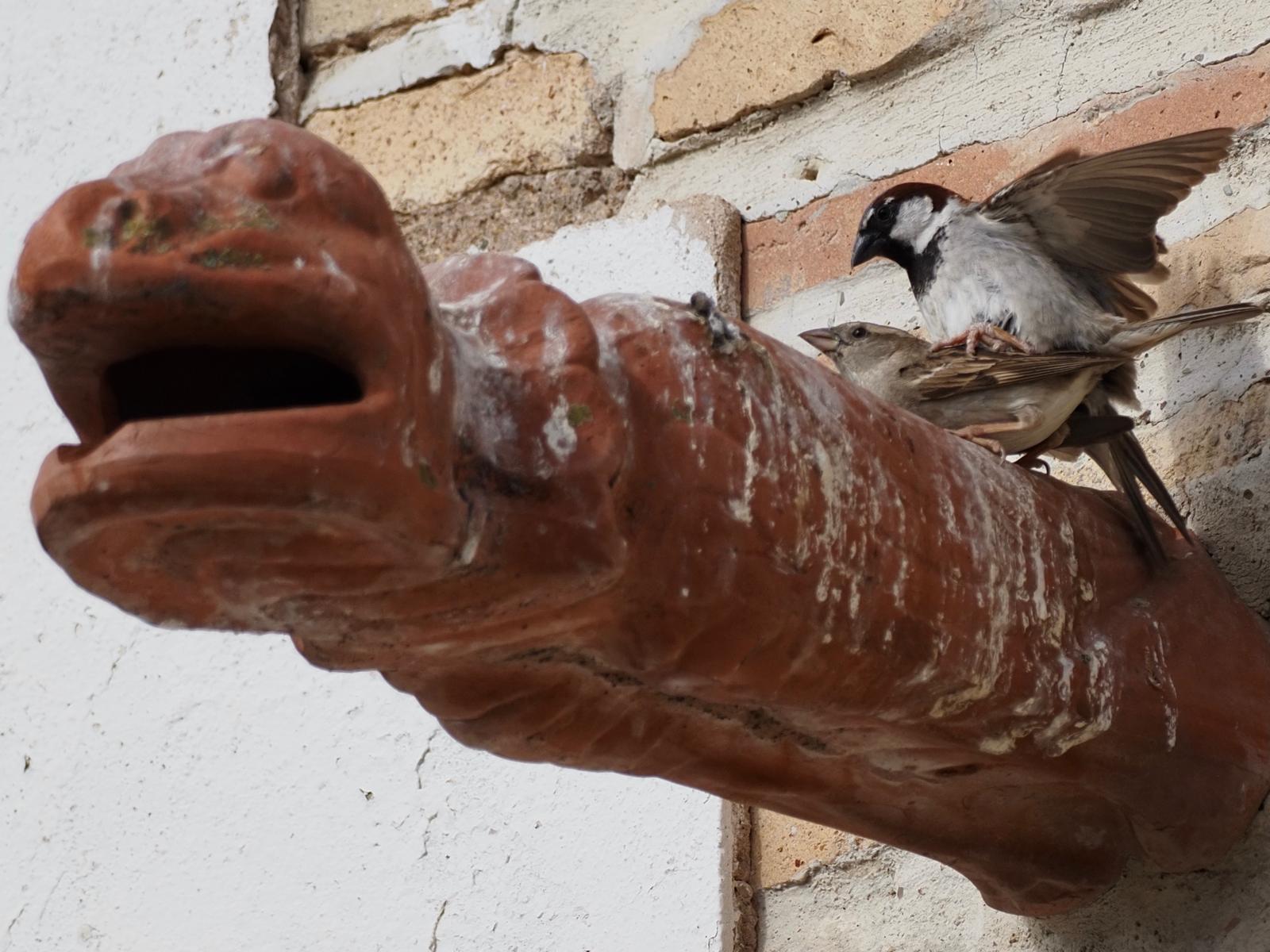 Gorriones posados en un elemento urbano