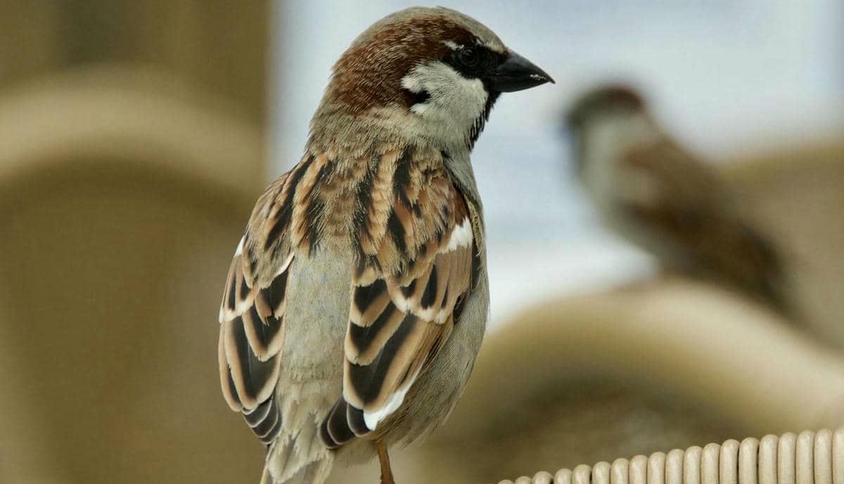 La especie convive con el ser humano desde hace milenios