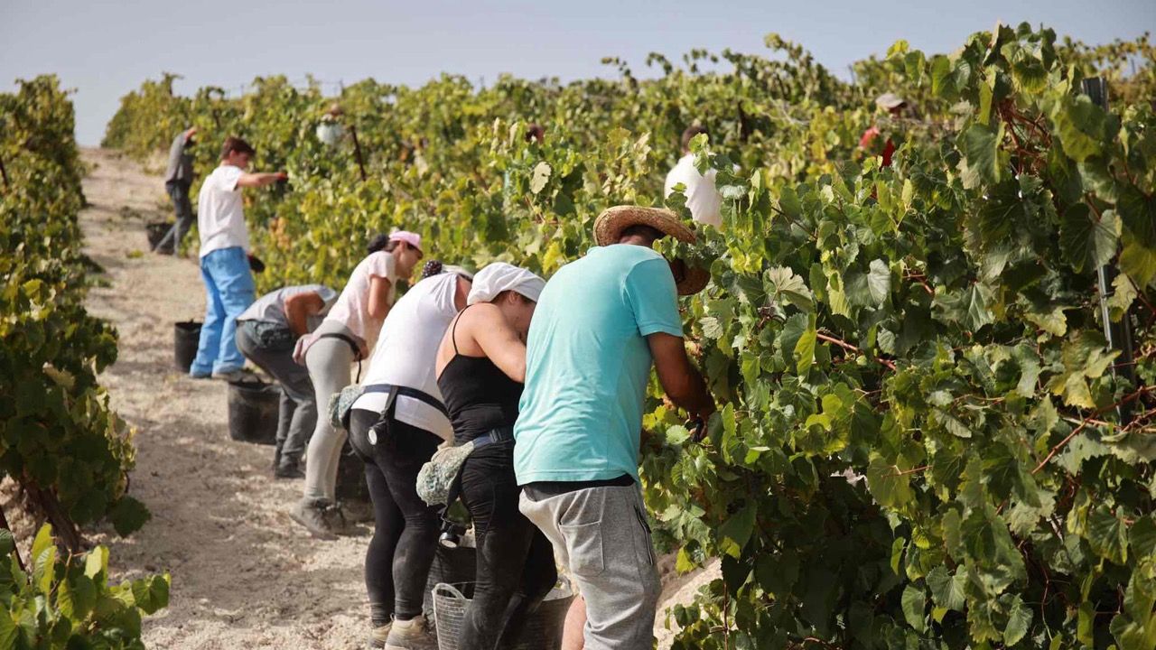 Imagen de la vendimia en Jerez.