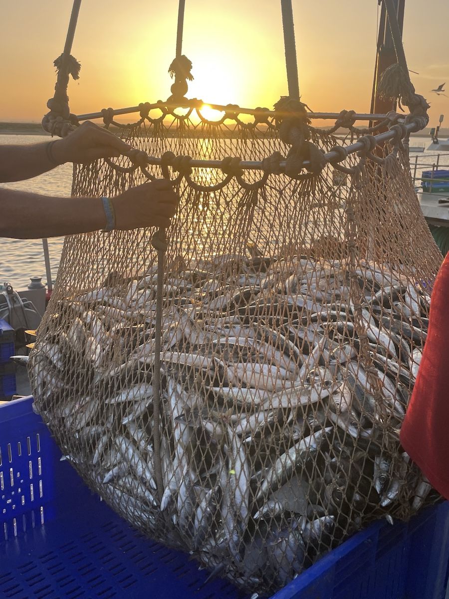 pesca caballa1