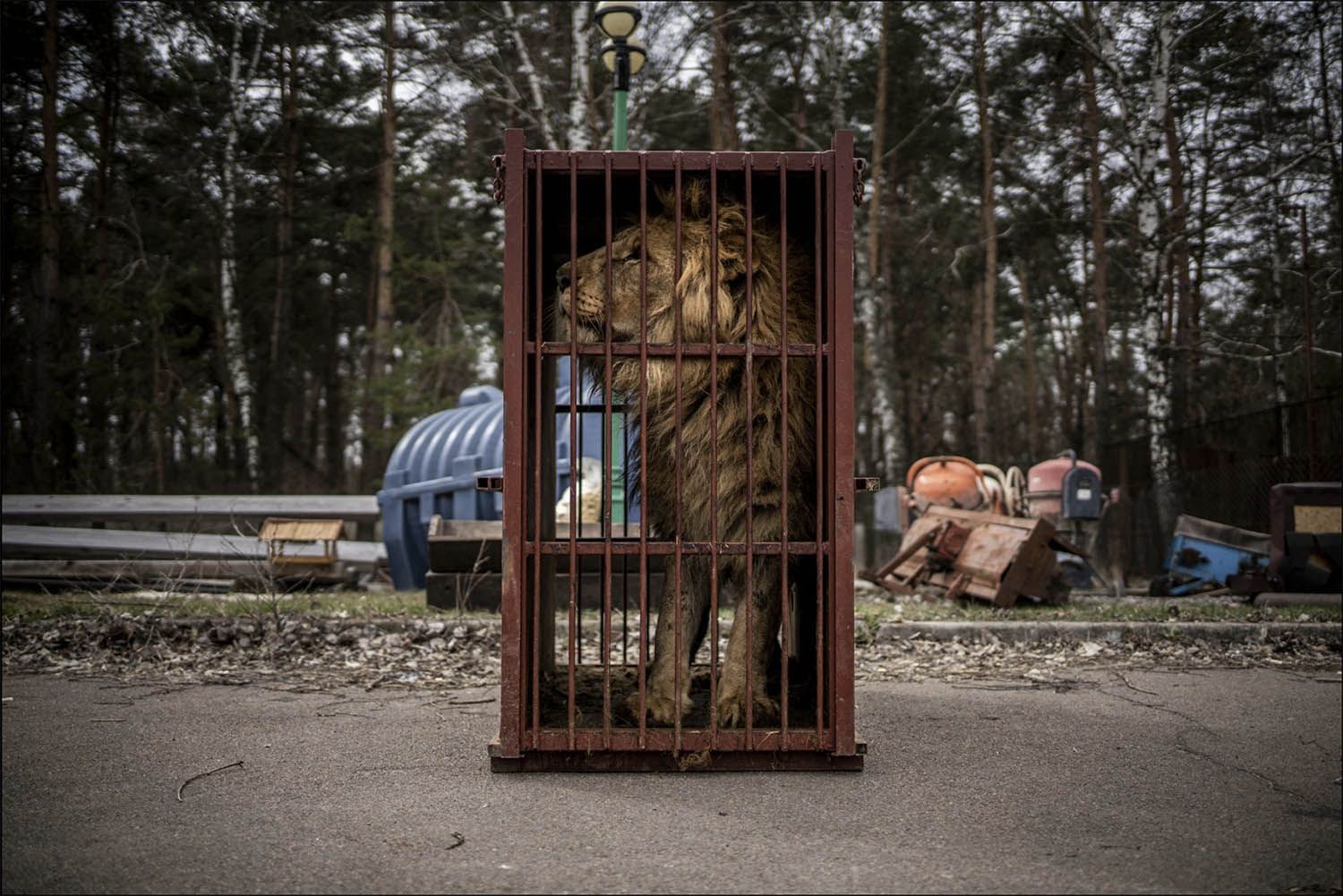 Fotografía de un león abandonado al inicio de la guerra en Ucrania.