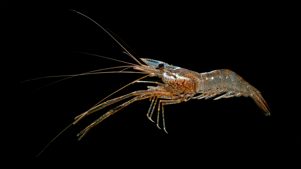 Ejemplo de Macrobrachium cf. nipponense.