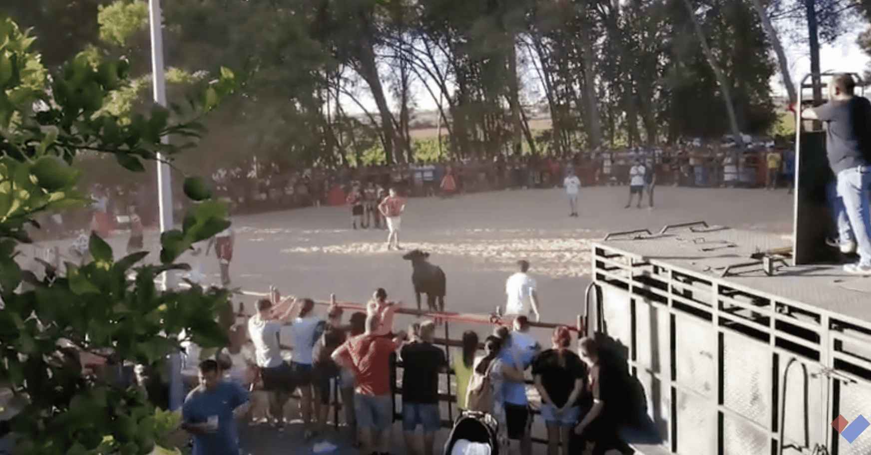 Una imagen del encierro celebrado en Estella del Marqués. Una imagen del encierro celebrado en Estella del Marqués.