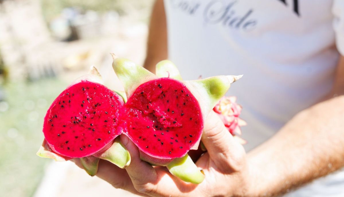 Pitaya Conil  16