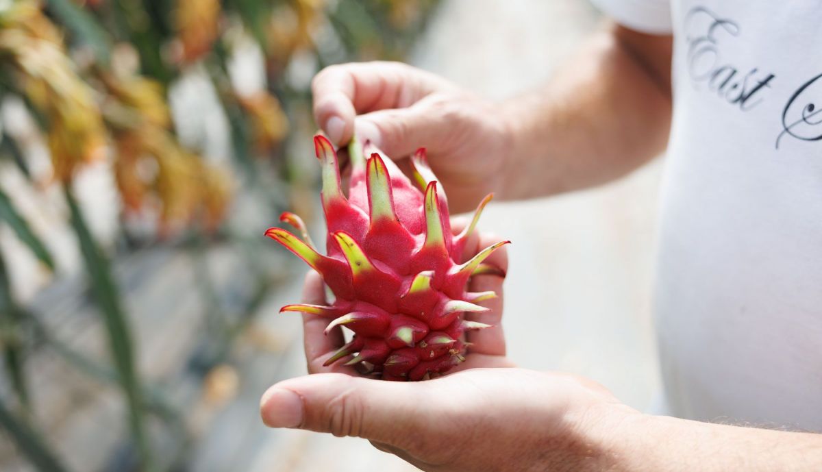 Pitaya Conil  18