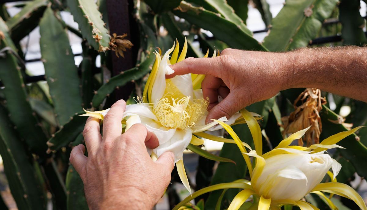 Pitaya Conil  20