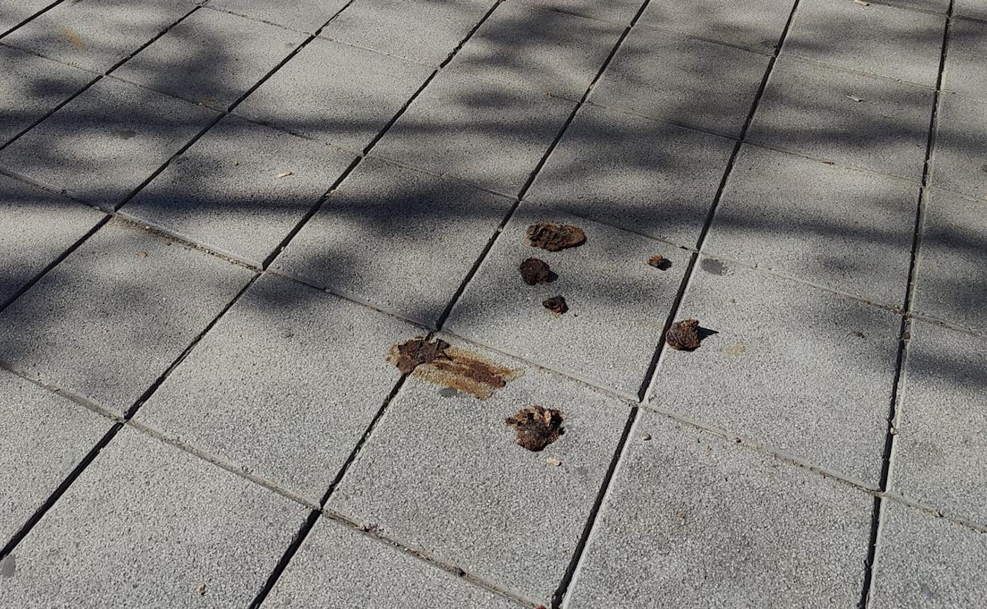 Excrementos de perros. Excrementos de perros.