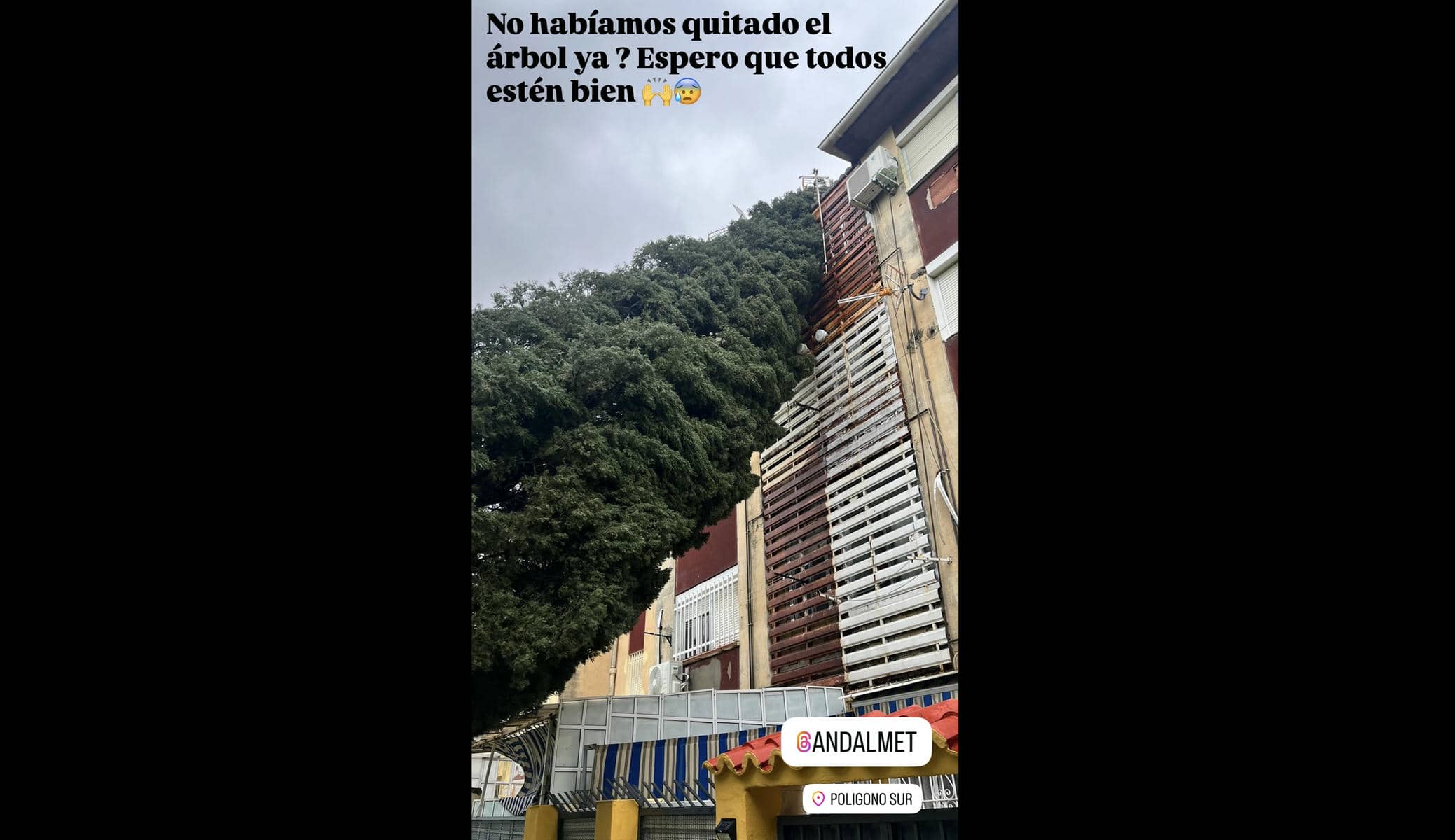 El árbol en un bloque del Polígono Sur, subida por la usuaria @albadelriooficial.