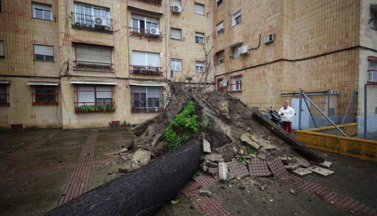 arbol caido la granja jerez borrasca kristin temporal 5