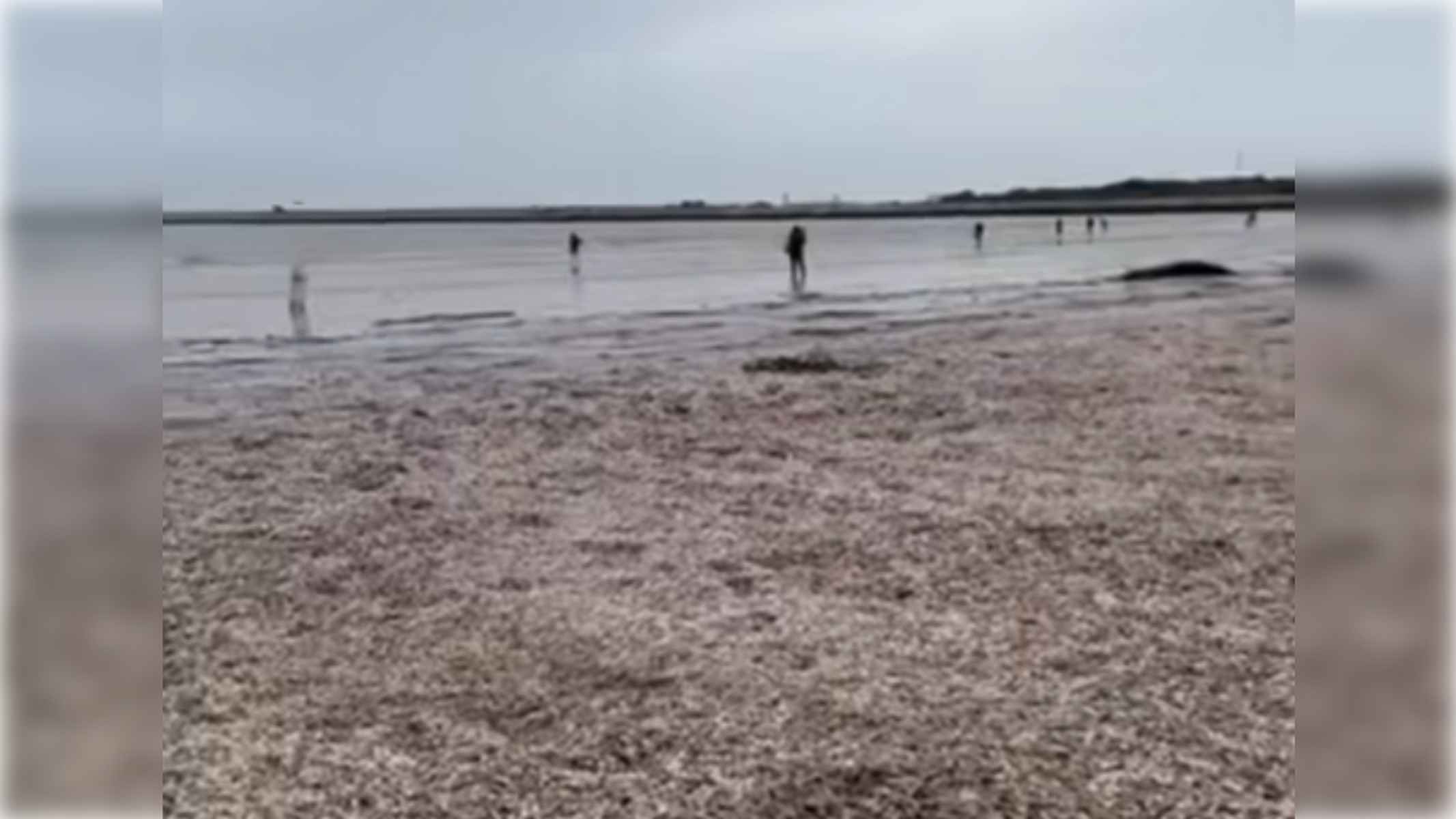 La impactante imagen de la playa de Valdelagrana con miles de moluscos