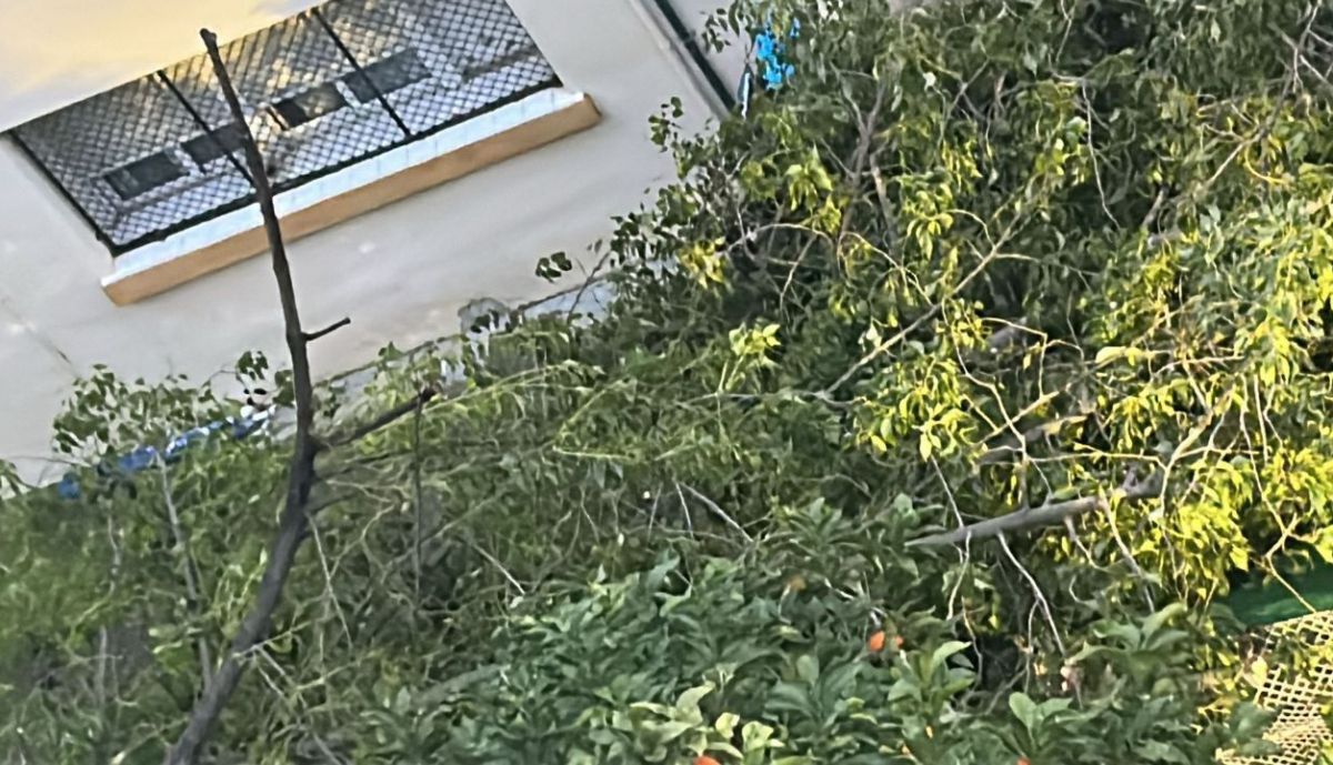 Estado del árbol tumbado en la calle Molino.