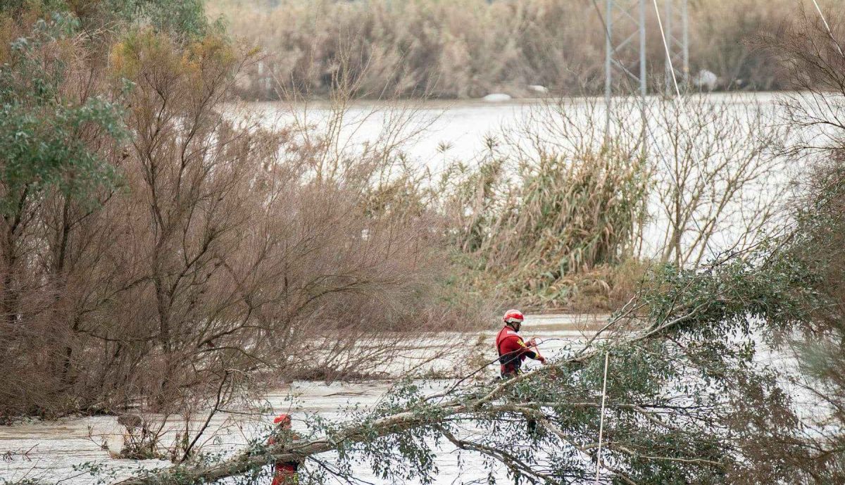 El árbol de grandes dimensiones cuya caída ha producido grandes problemas en el servicio eléctrico de la Sierra de Cádiz.