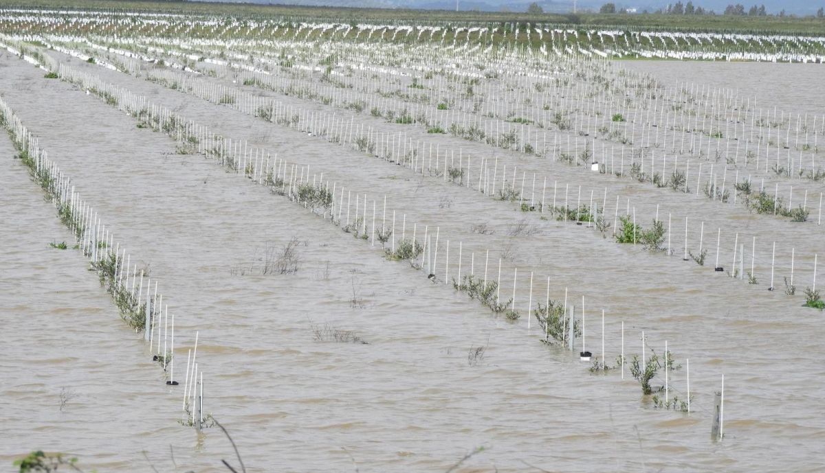 Cultivos intensivos colocados en las balsas naturales de la laguna de La Janda. 9 de Febrero de 2026.