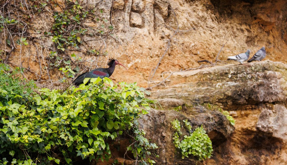 IBIS EREMITA LIBERTAD COLONIA VEJER 4
