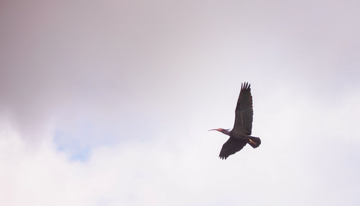IBIS EREMITA LIBERTAD COLONIA VEJER