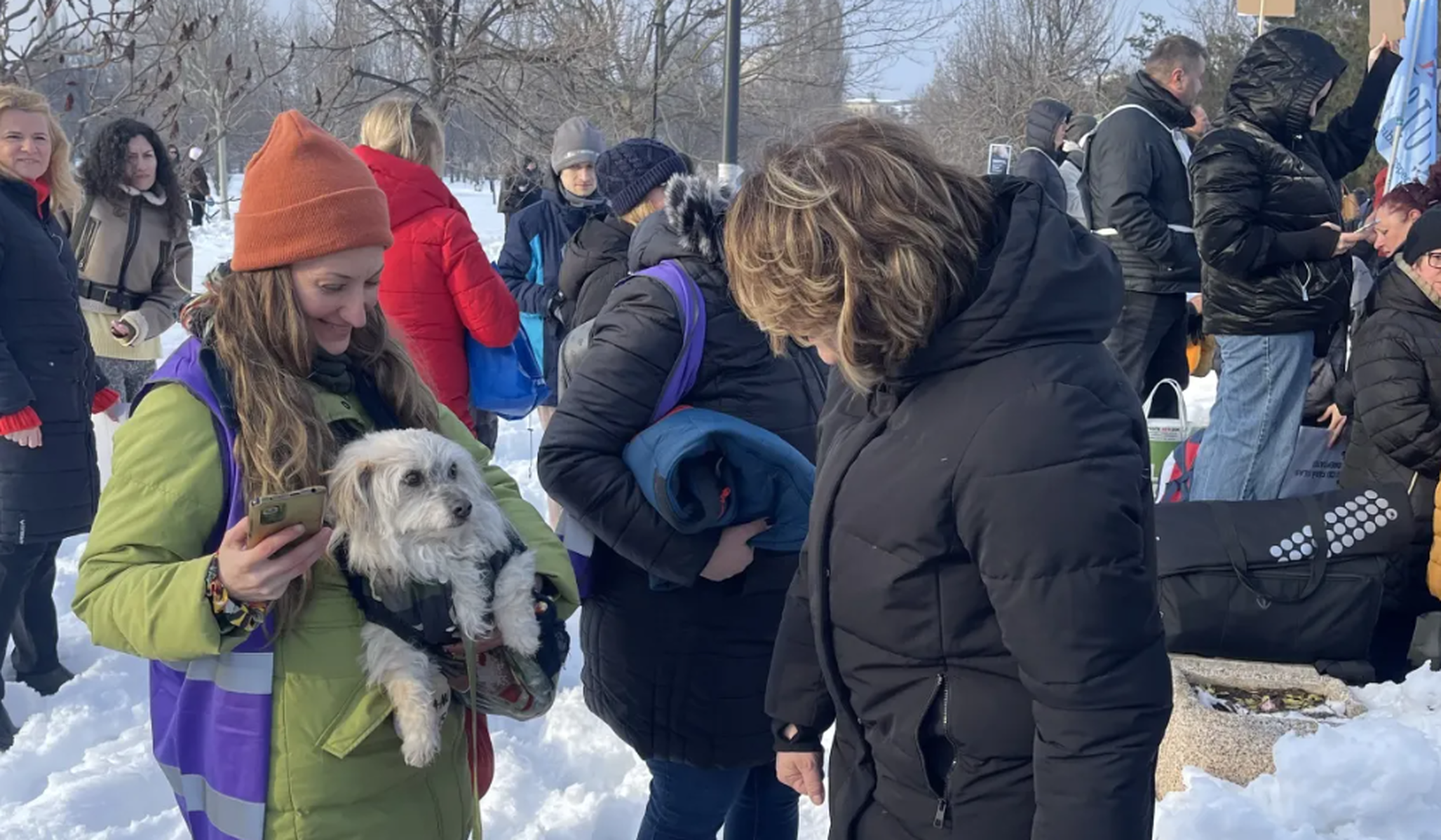 Imagen cedida por la Asociación Justicia para los Animales de Bucarest.