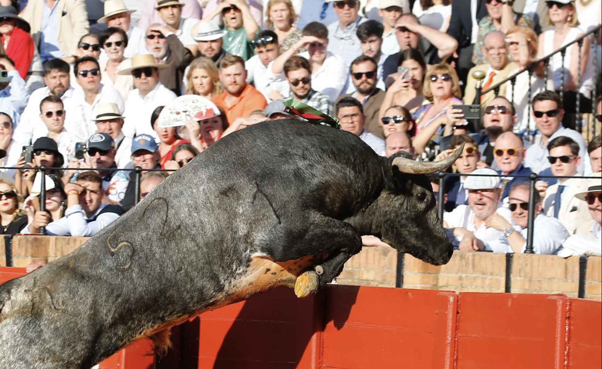 Imagen de archivo del salto de un toro al callejón de la Maestranza. Imagen de archivo del salto de un toro al callejón de la Maestranza.