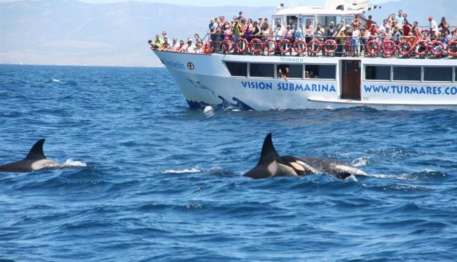 avistamiento_de_cetaceos_orcas_tarifa.jpeg